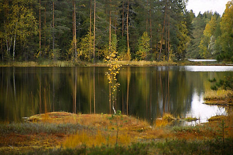 Kaislampi_64A66.jpg (50528 bytes)